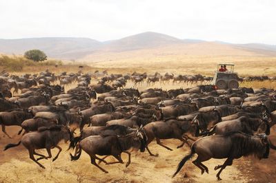 слоте African Stampede