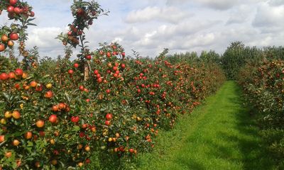 Fruit Farm