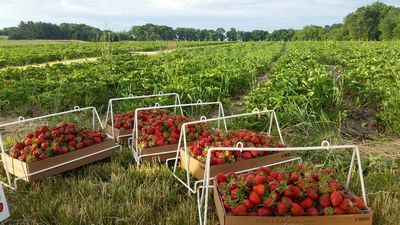 «Fruit Farm»