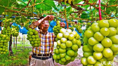 «Fruit Farm»