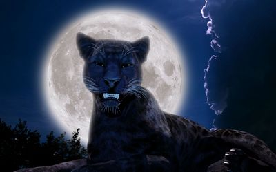 Panther Moon Panther Moon