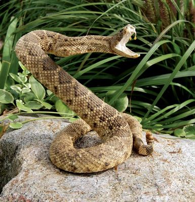 Rattle Roll