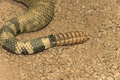 Snake Rattle