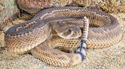Snake Rattle Roll